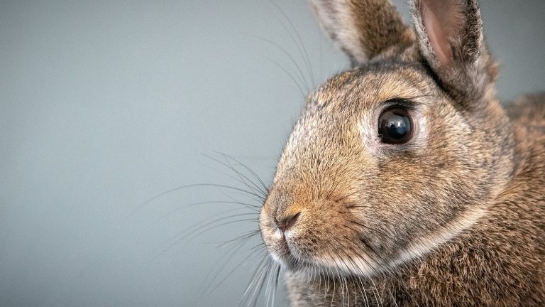 Testiranje kozmetike na životinjama: istine i zablude